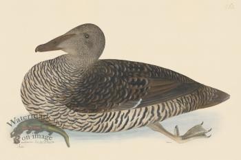 Rudbeck CFA 260 Common Eider